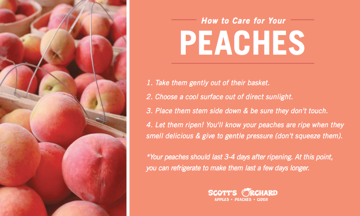 How to care for your peaches